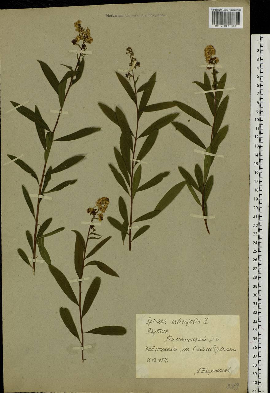 Spiraea salicifolia L., Siberia, Yakutia (S5) (Russia)