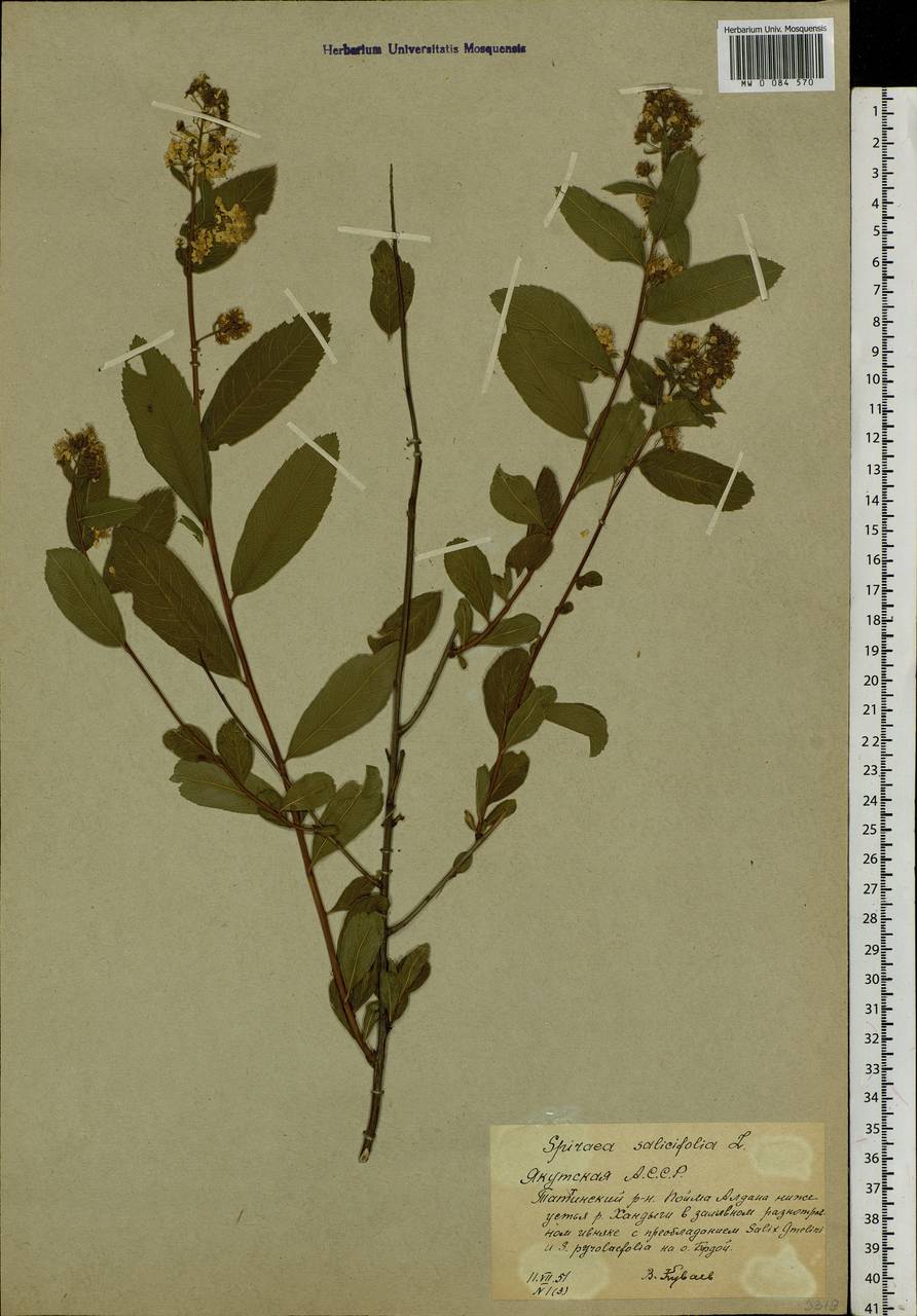 Spiraea salicifolia L., Siberia, Yakutia (S5) (Russia)