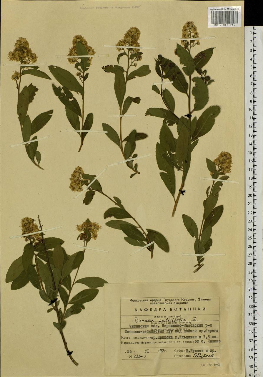 Spiraea salicifolia L., Siberia, Baikal & Transbaikal region (S4) (Russia)