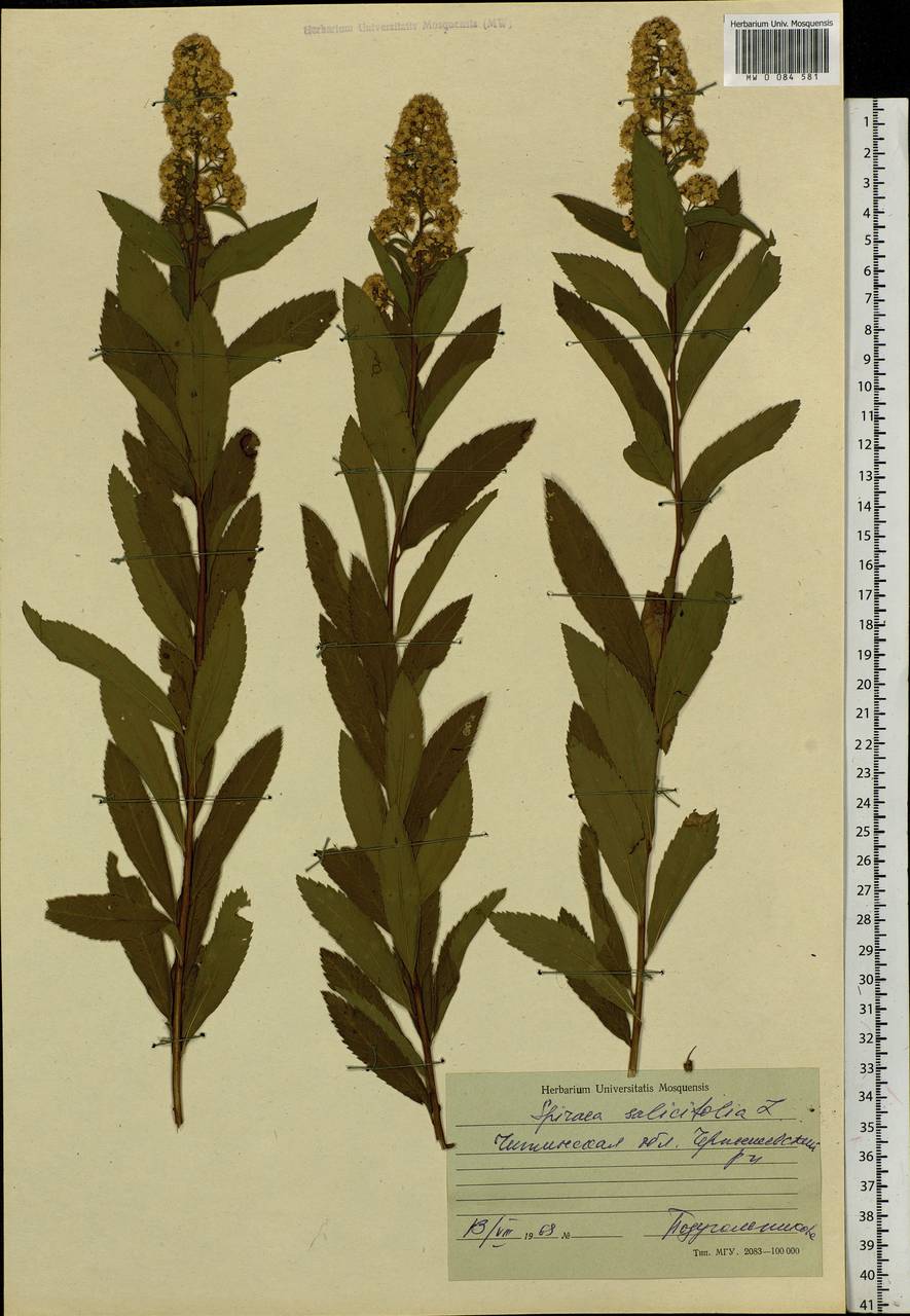 Spiraea salicifolia L., Siberia, Baikal & Transbaikal region (S4) (Russia)