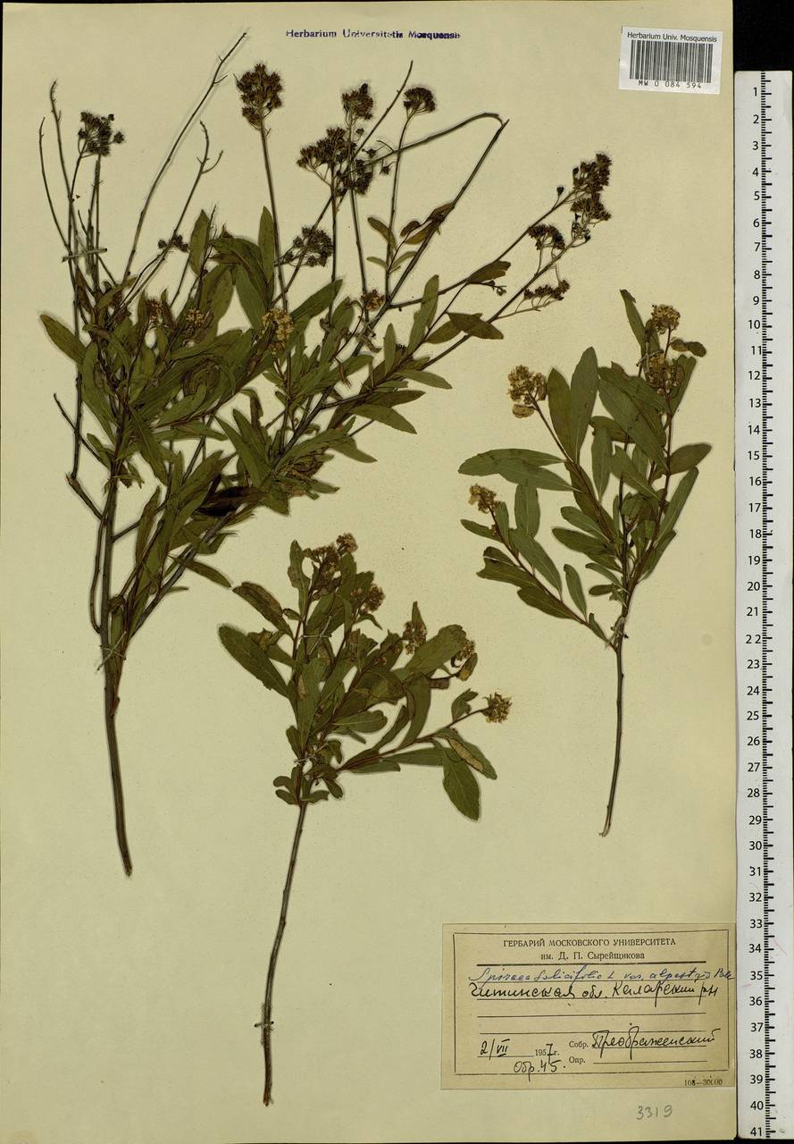 Spiraea salicifolia L., Siberia, Baikal & Transbaikal region (S4) (Russia)