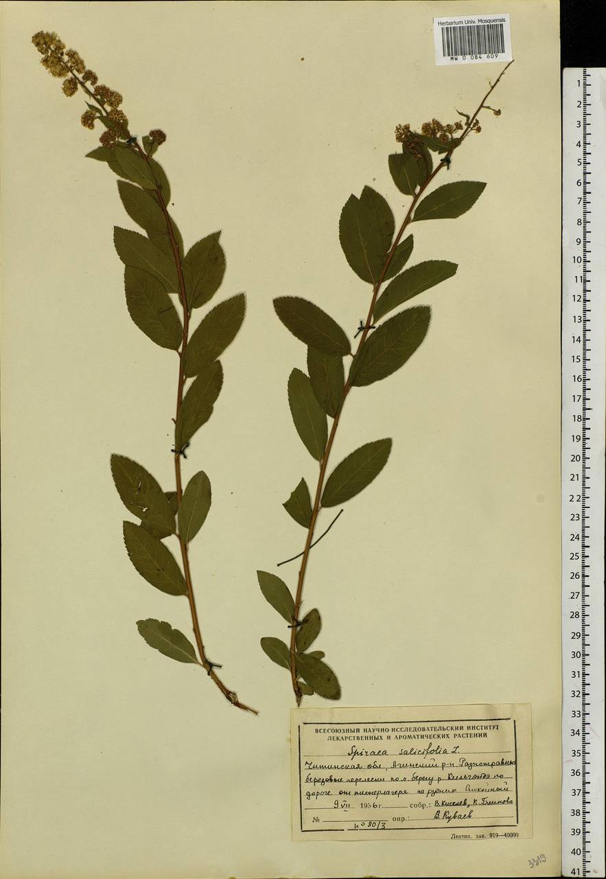 Spiraea salicifolia L., Siberia, Baikal & Transbaikal region (S4) (Russia)