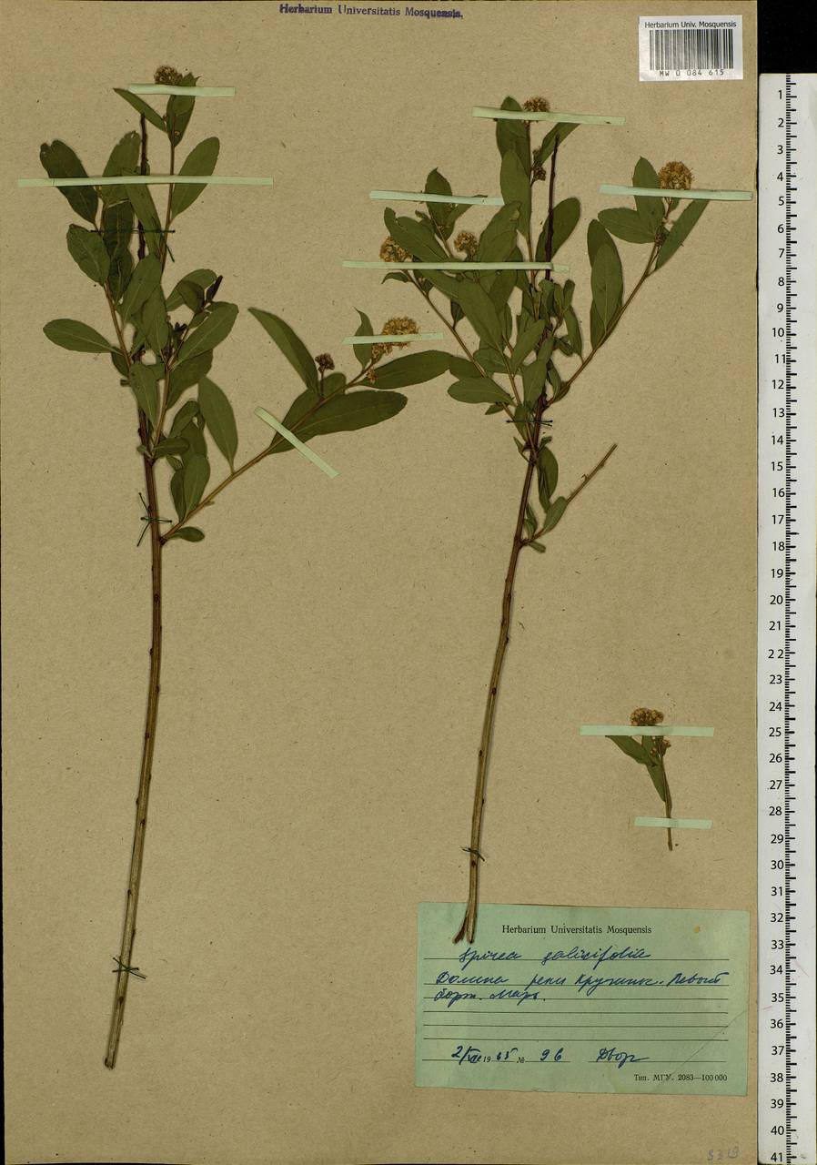 Spiraea salicifolia L., Siberia, Baikal & Transbaikal region (S4) (Russia)