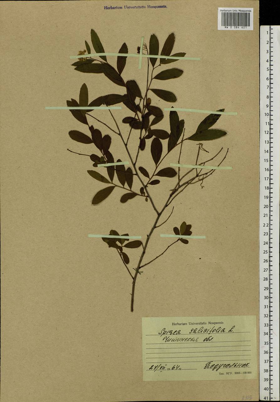 Spiraea salicifolia L., Siberia, Baikal & Transbaikal region (S4) (Russia)