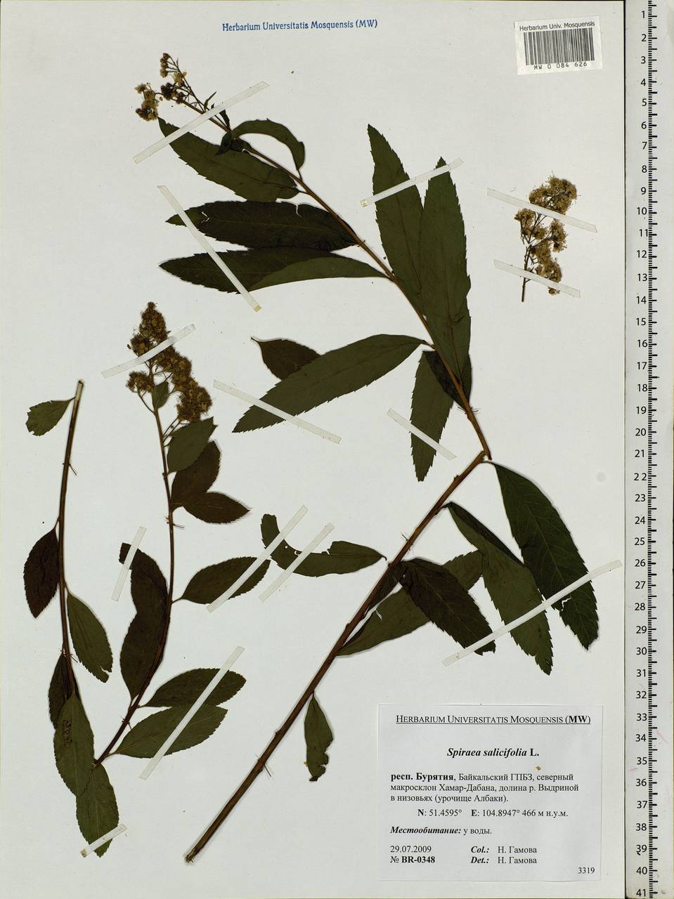 Spiraea salicifolia L., Siberia, Baikal & Transbaikal region (S4) (Russia)