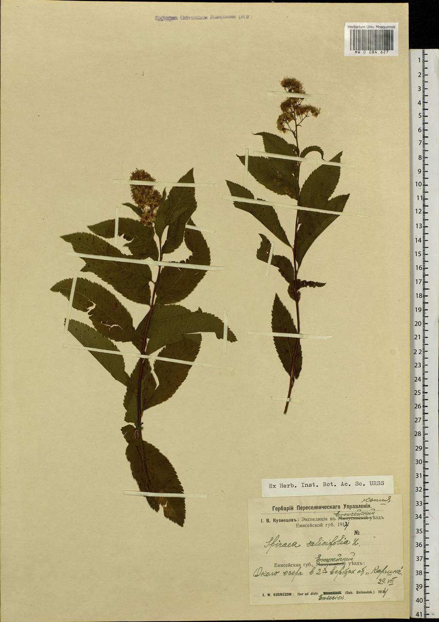 Spiraea salicifolia L., Siberia, Central Siberia (S3) (Russia)