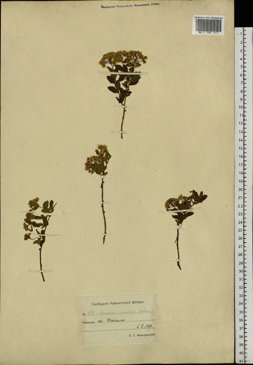 Spiraea media F. Schmidt, Siberia, Chukotka & Kamchatka (S7) (Russia)