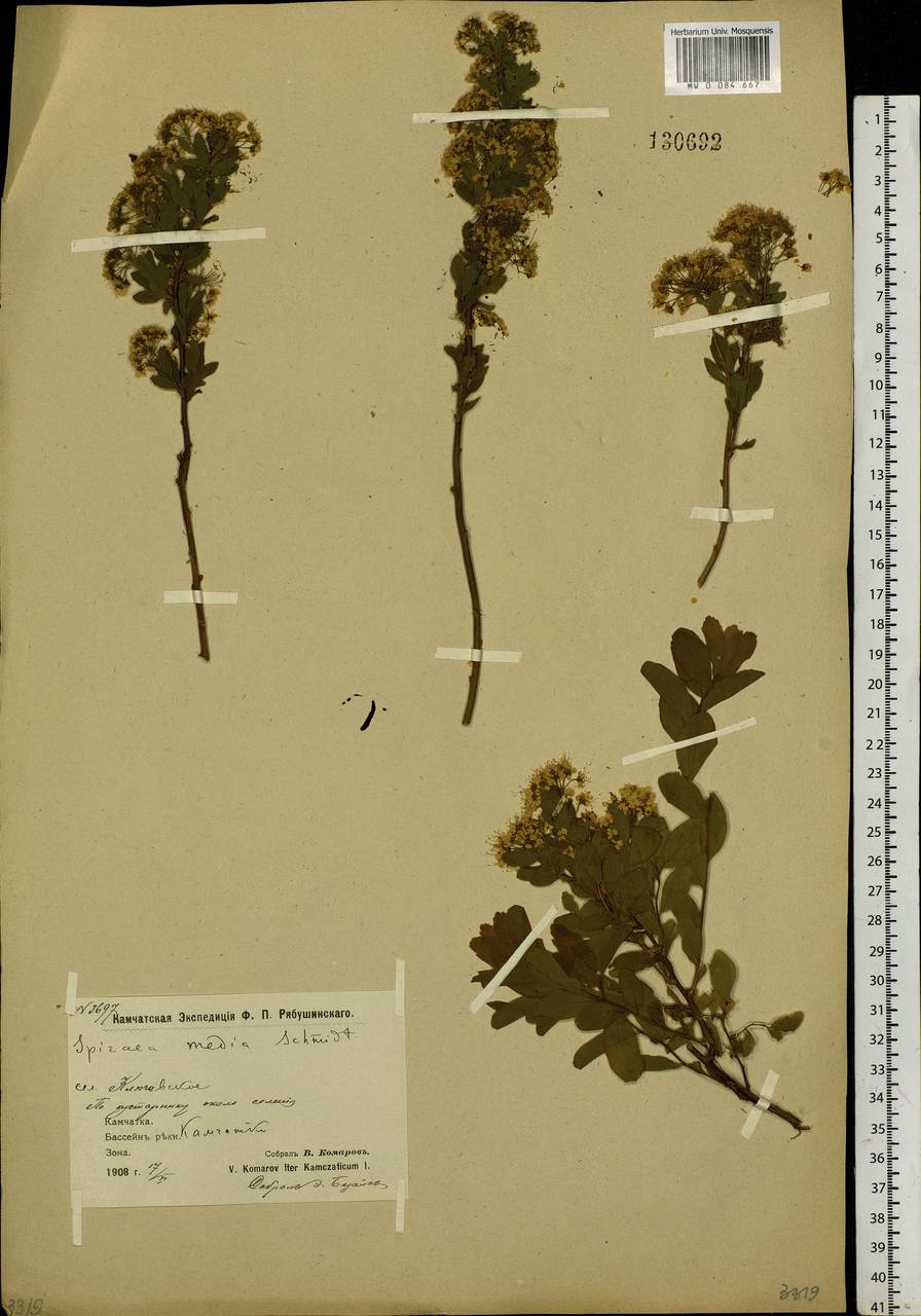 Spiraea media F. Schmidt, Siberia, Chukotka & Kamchatka (S7) (Russia)
