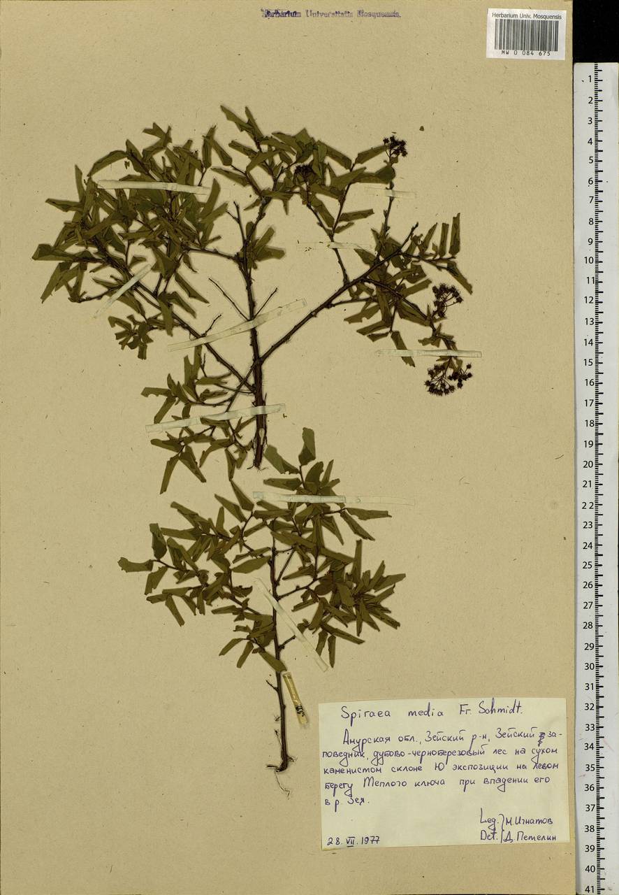 Spiraea media F. Schmidt, Siberia, Russian Far East (S6) (Russia)