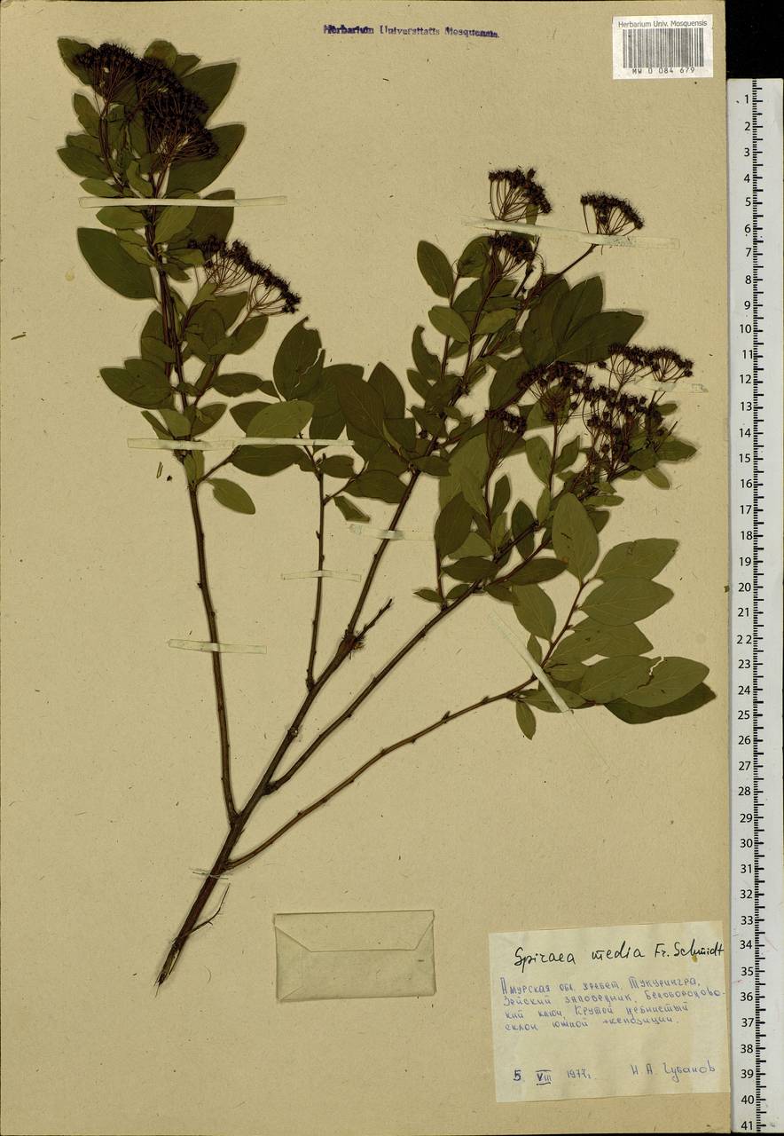 Spiraea media F. Schmidt, Siberia, Russian Far East (S6) (Russia)