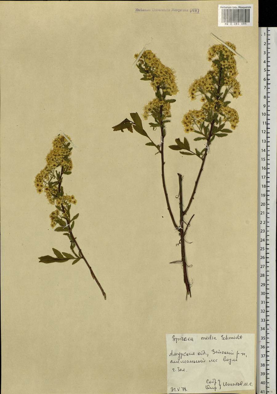 Spiraea media F. Schmidt, Siberia, Russian Far East (S6) (Russia)