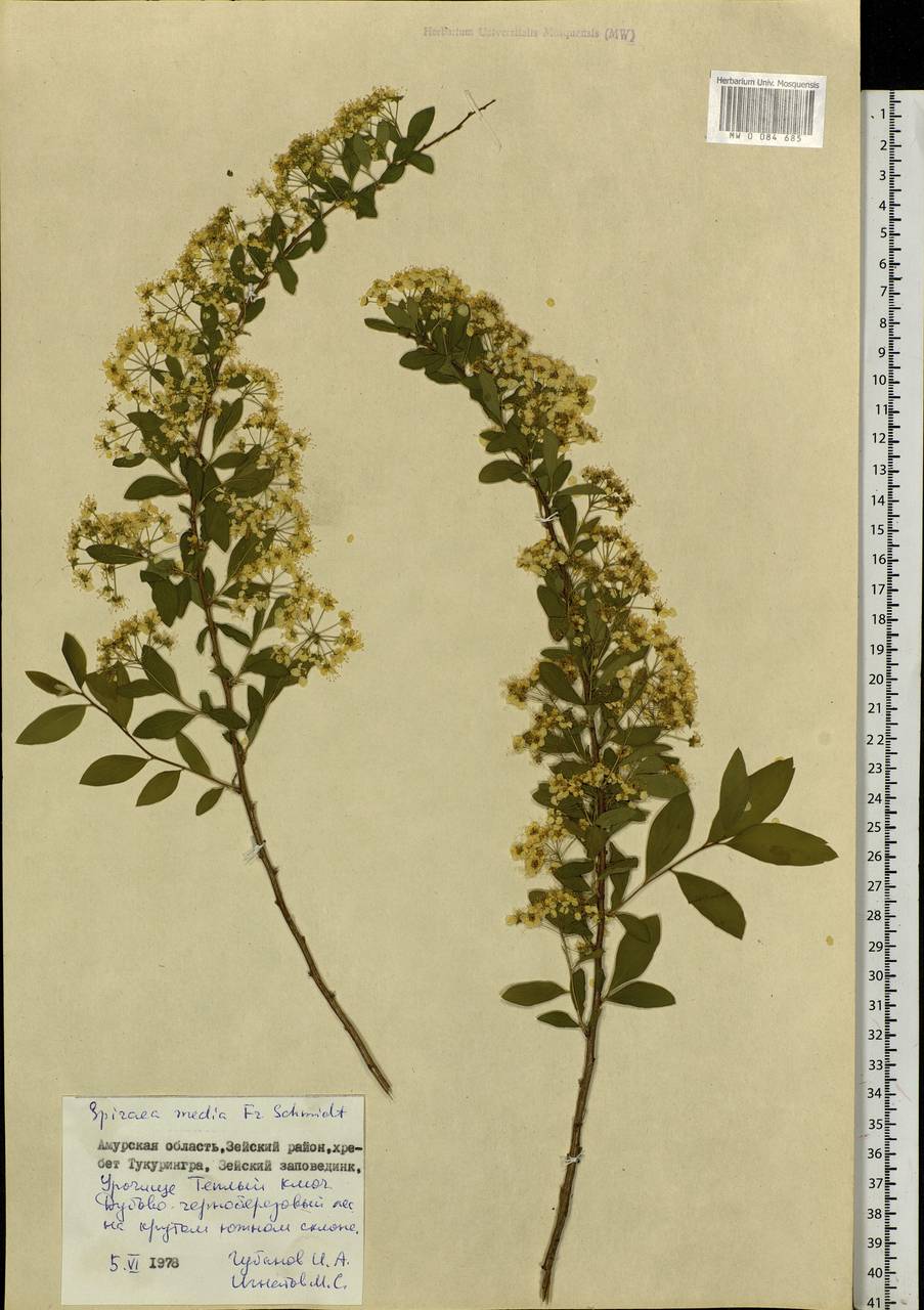 Spiraea media F. Schmidt, Siberia, Russian Far East (S6) (Russia)