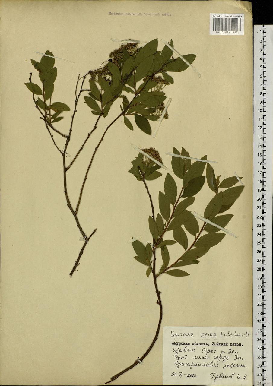 Spiraea media F. Schmidt, Siberia, Russian Far East (S6) (Russia)