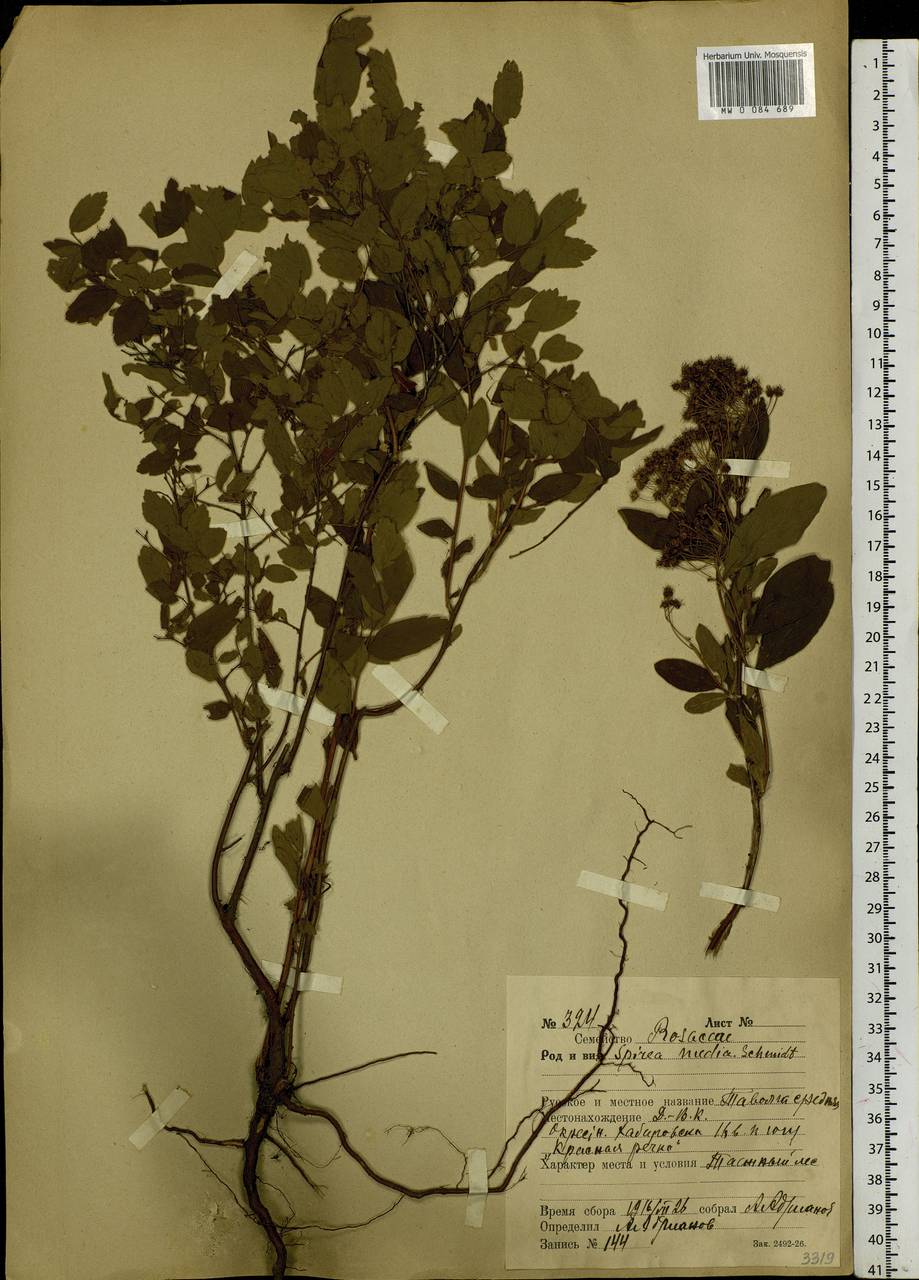 Spiraea media F. Schmidt, Siberia, Russian Far East (S6) (Russia)