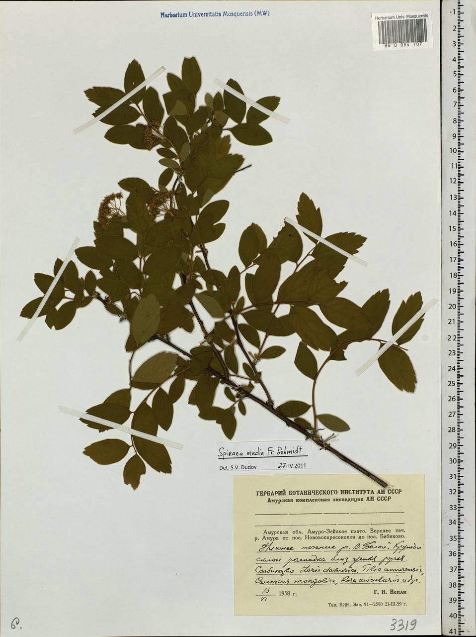 Spiraea media F. Schmidt, Siberia, Russian Far East (S6) (Russia)