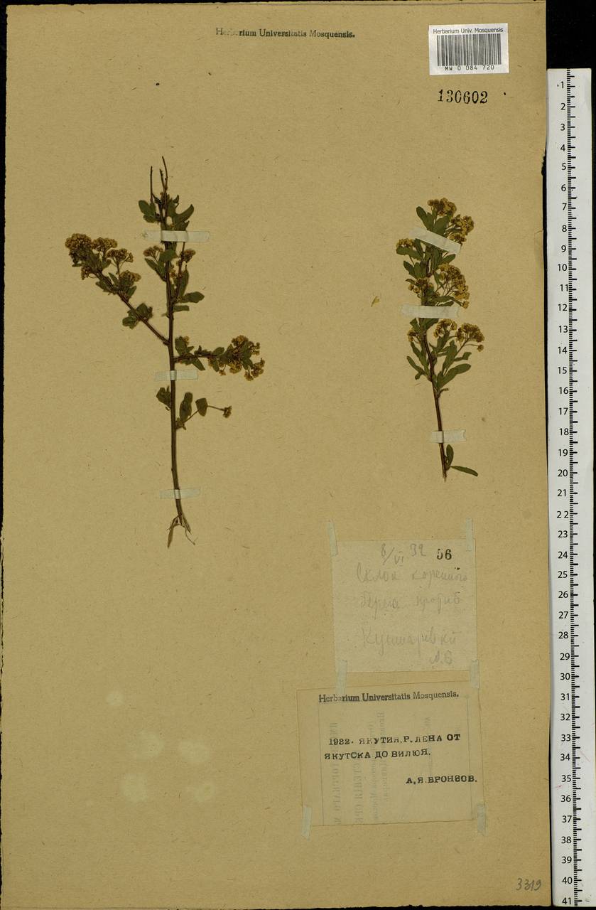 Spiraea media F. Schmidt, Siberia, Yakutia (S5) (Russia)