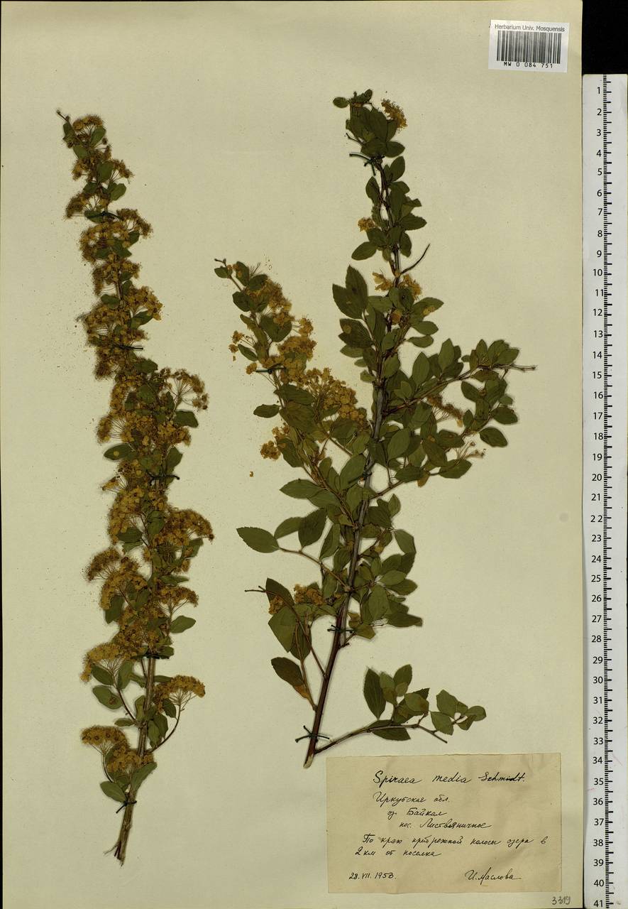 Spiraea media Schmidt, Siberia, Baikal & Transbaikal region (S4) (Russia)