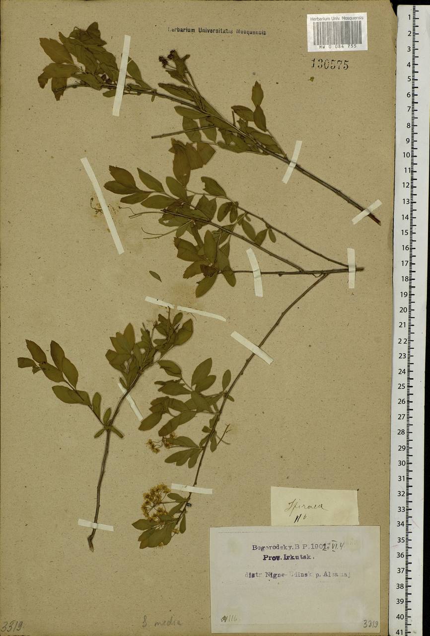 Spiraea media F. Schmidt, Siberia, Baikal & Transbaikal region (S4) (Russia)