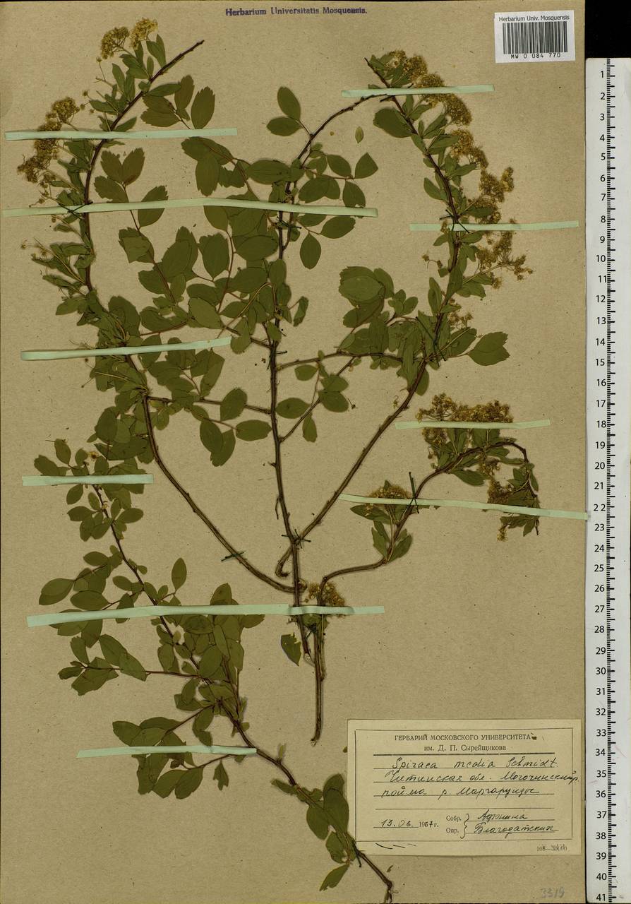 Spiraea media F. Schmidt, Siberia, Baikal & Transbaikal region (S4) (Russia)