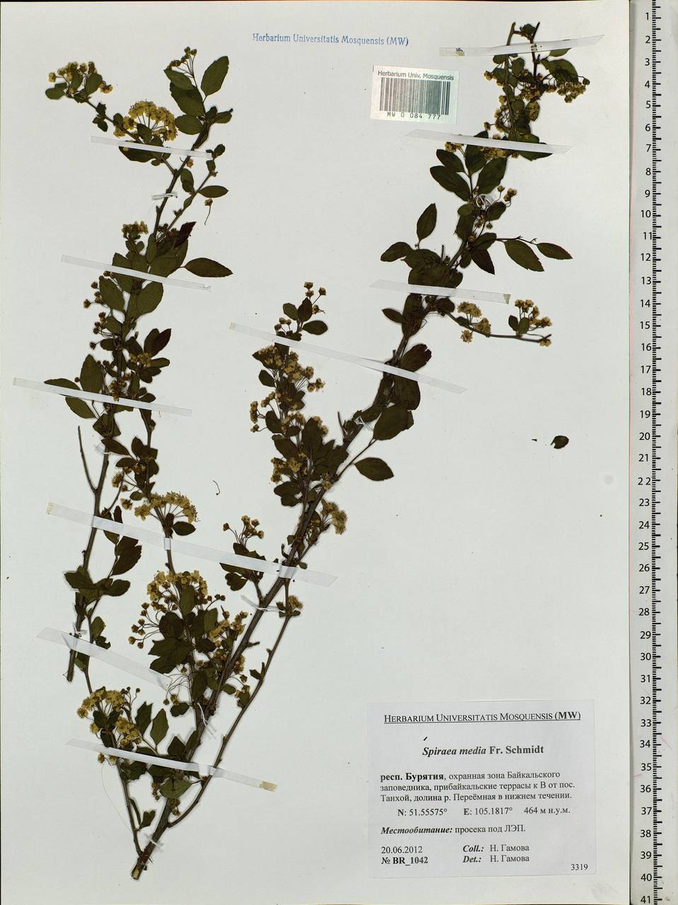 Spiraea media F. Schmidt, Siberia, Baikal & Transbaikal region (S4) (Russia)