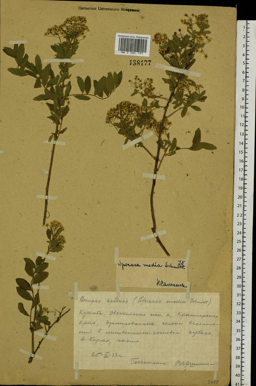 Spiraea media F. Schmidt, Siberia, Central Siberia (S3) (Russia)