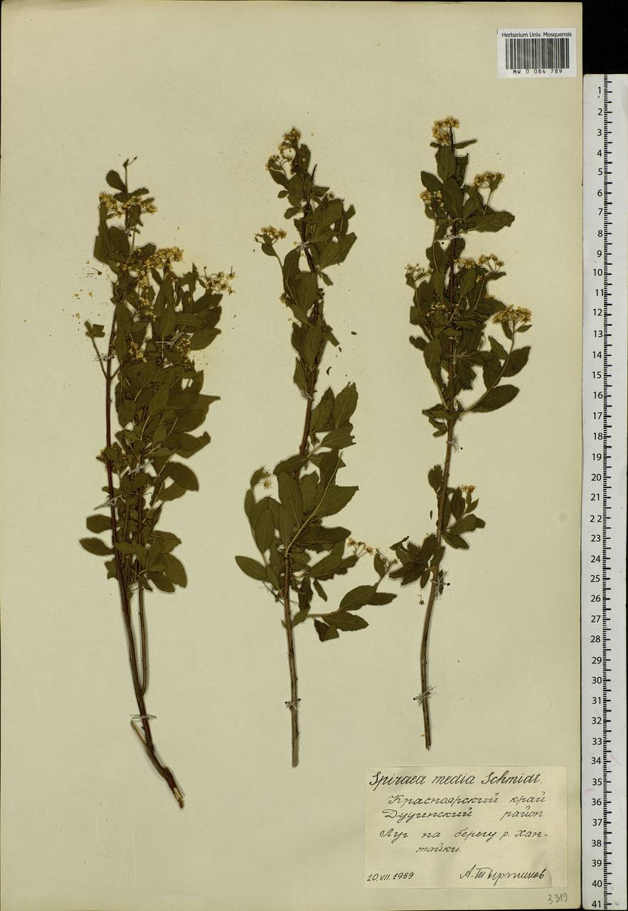 Spiraea media F. Schmidt, Siberia, Central Siberia (S3) (Russia)