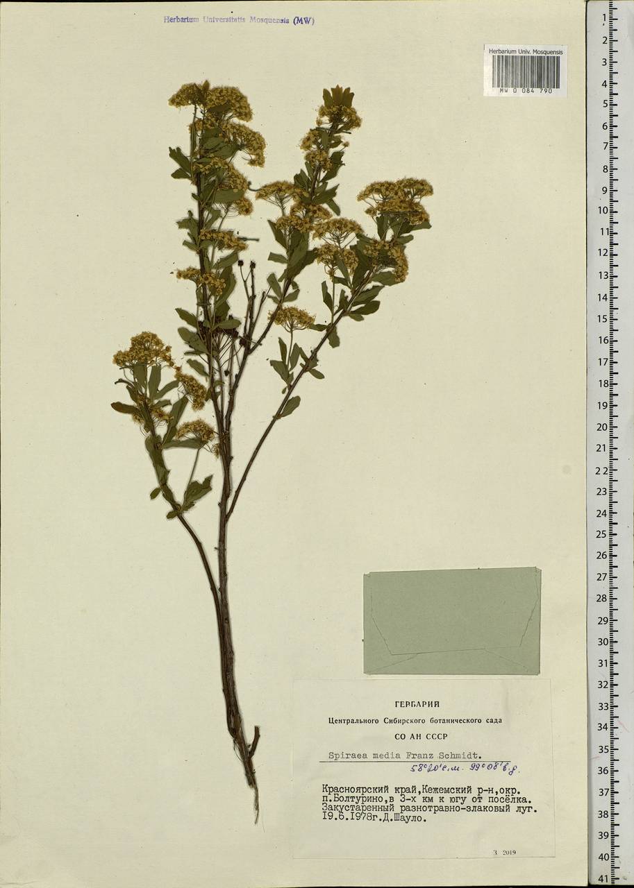 Spiraea media F. Schmidt, Siberia, Central Siberia (S3) (Russia)