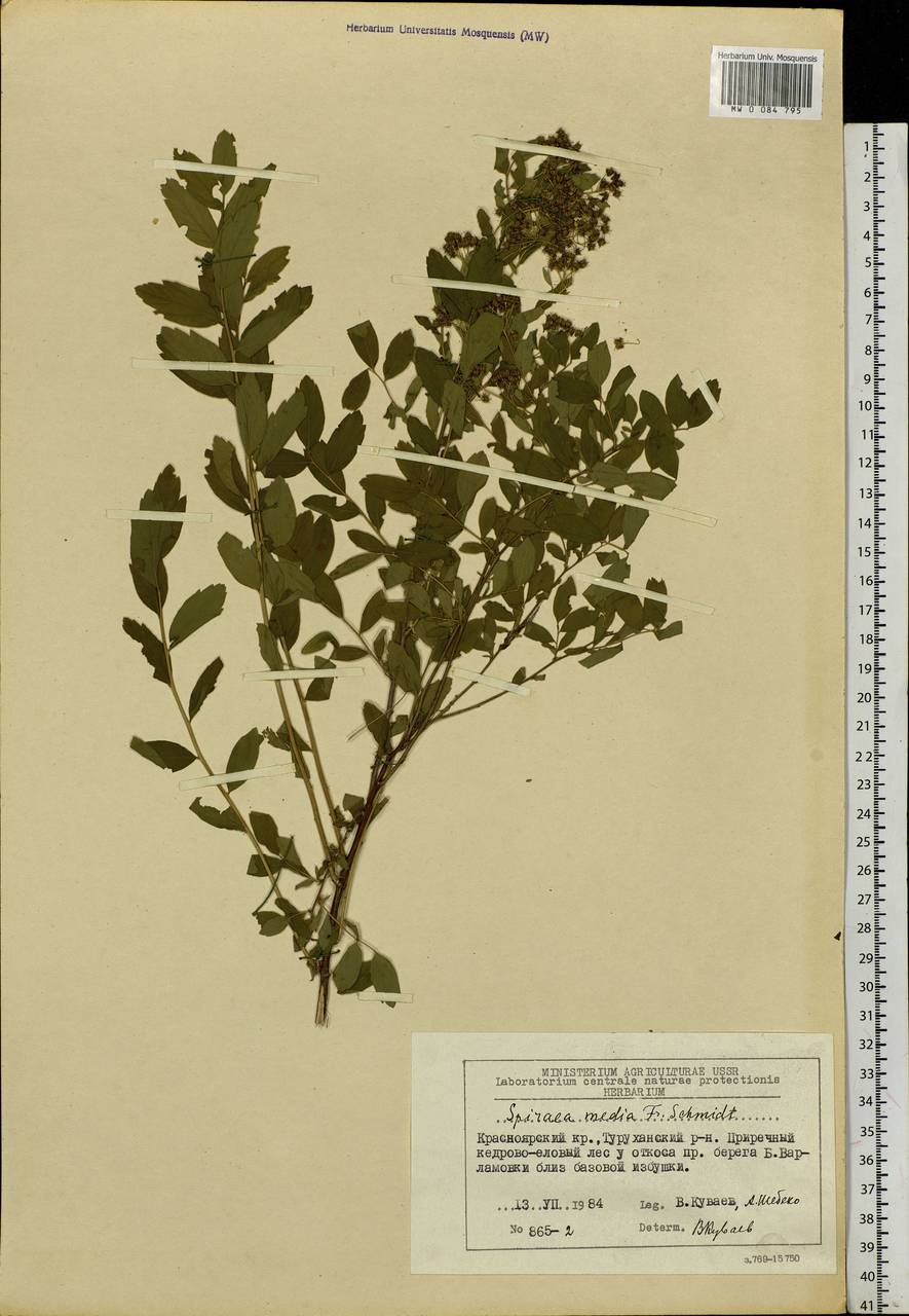 Spiraea media F. Schmidt, Siberia, Central Siberia (S3) (Russia)