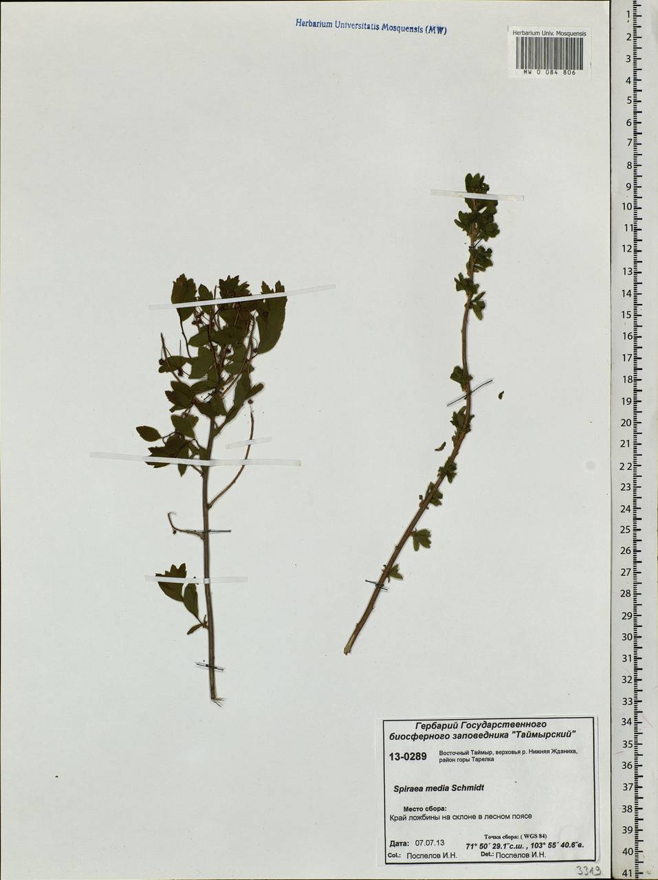 Spiraea media F. Schmidt, Siberia, Central Siberia (S3) (Russia)