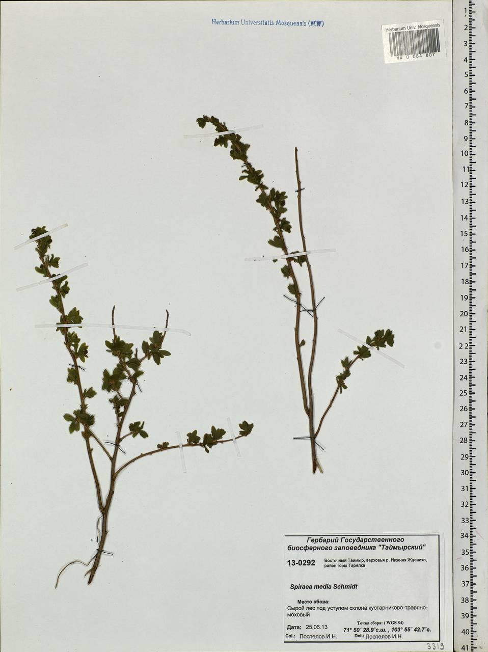 Spiraea media F. Schmidt, Siberia, Central Siberia (S3) (Russia)