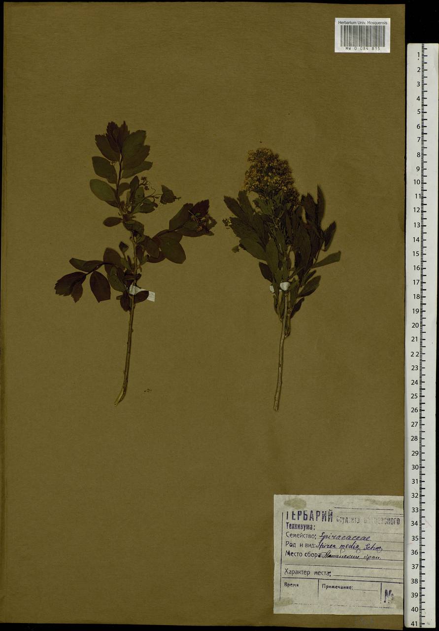 Spiraea media F. Schmidt, Siberia, Altai & Sayany Mountains (S2) (Russia)