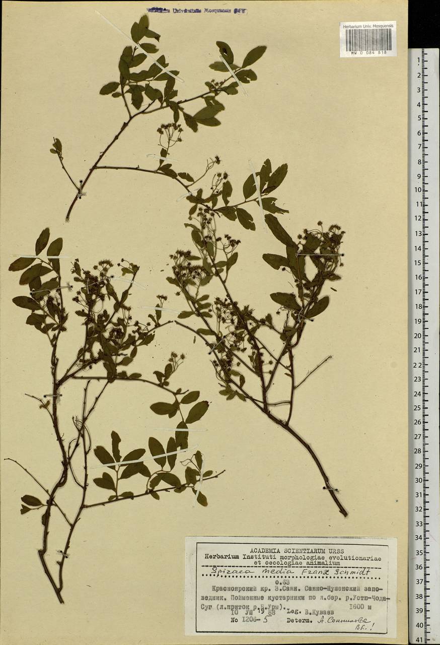 Spiraea media F. Schmidt, Siberia, Altai & Sayany Mountains (S2) (Russia)