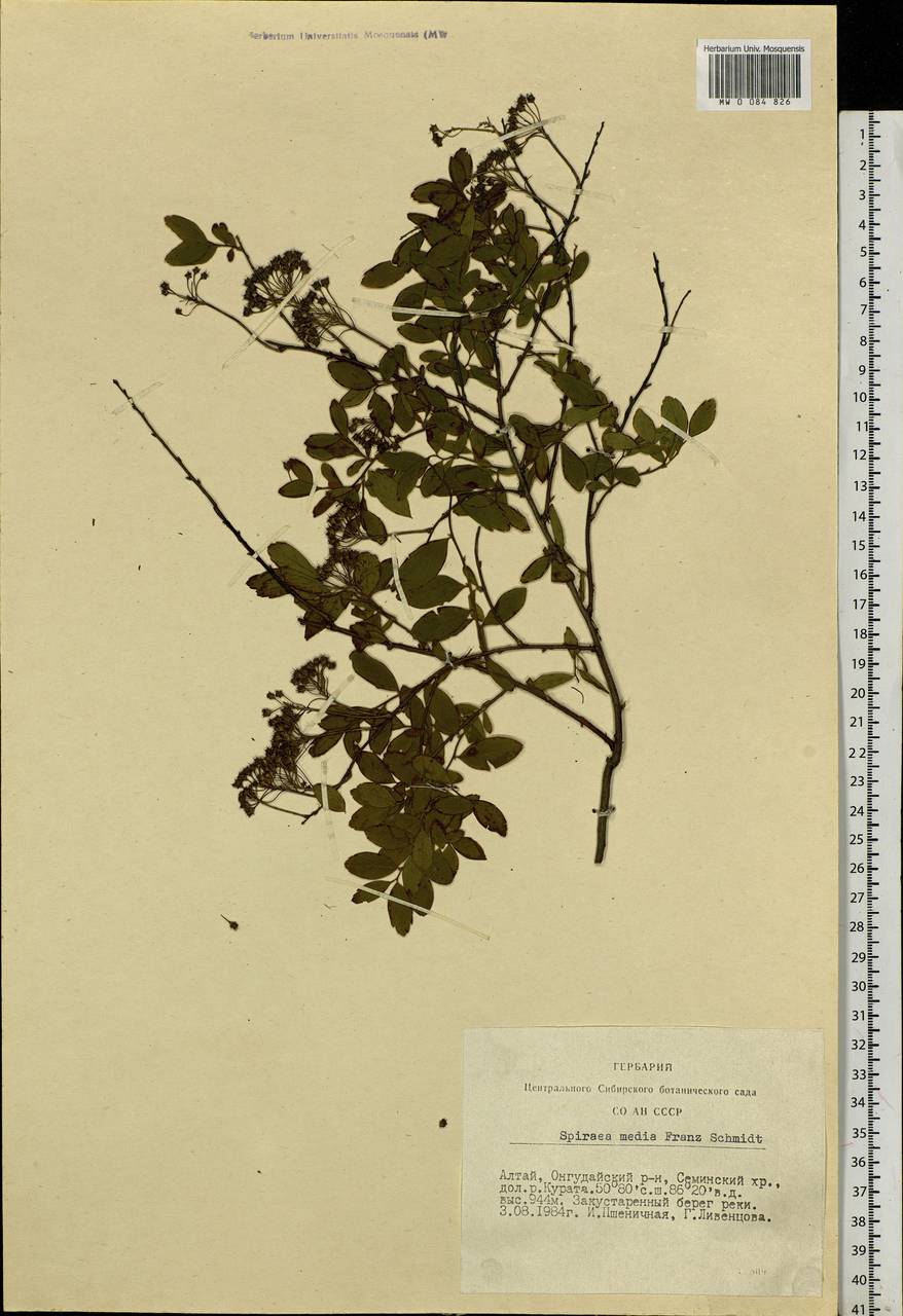 Spiraea media F. Schmidt, Siberia, Altai & Sayany Mountains (S2) (Russia)