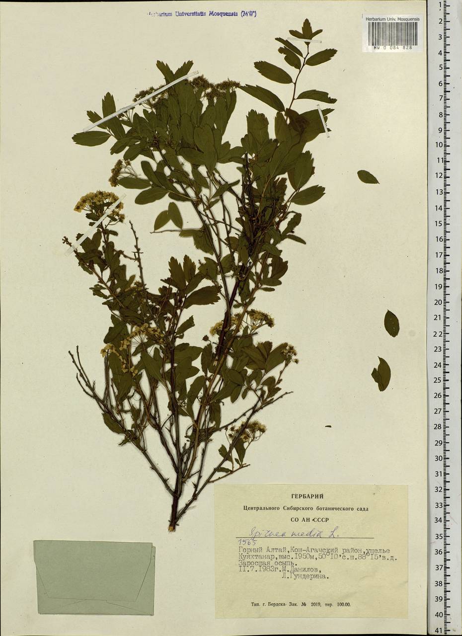 Spiraea media F. Schmidt, Siberia, Altai & Sayany Mountains (S2) (Russia)