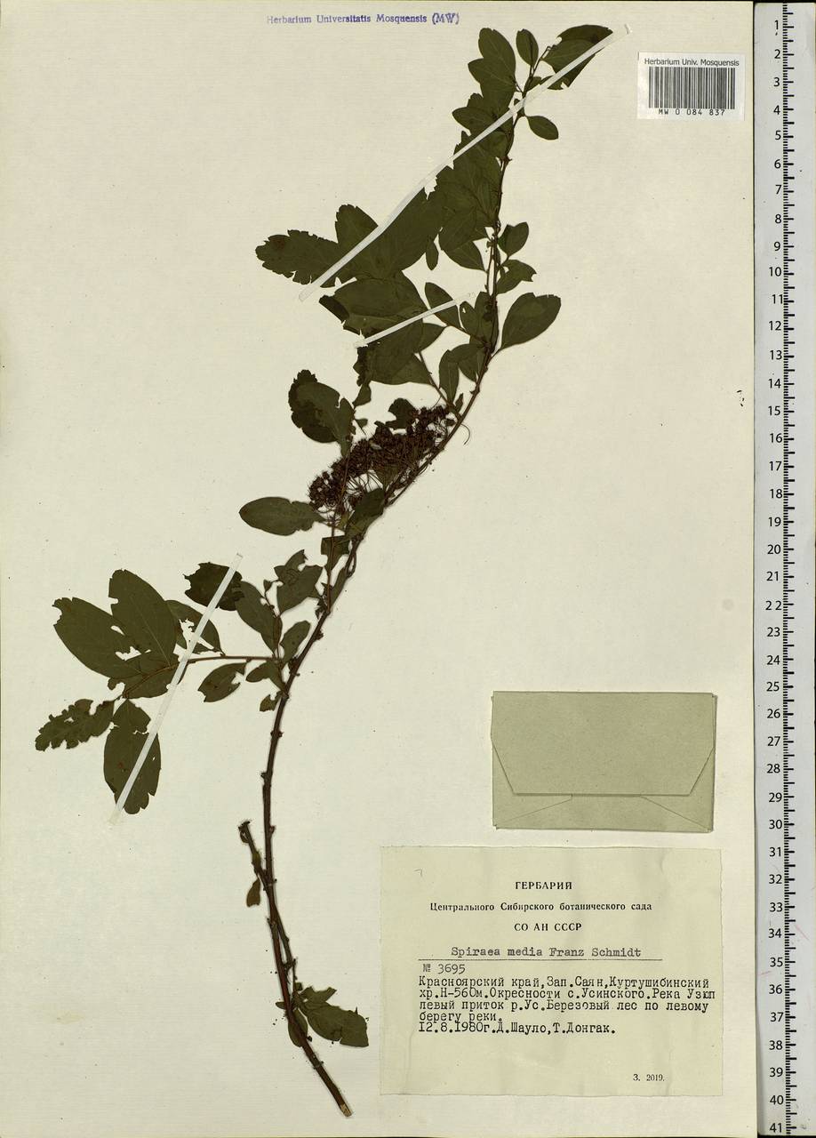 Spiraea media F. Schmidt, Siberia, Altai & Sayany Mountains (S2) (Russia)