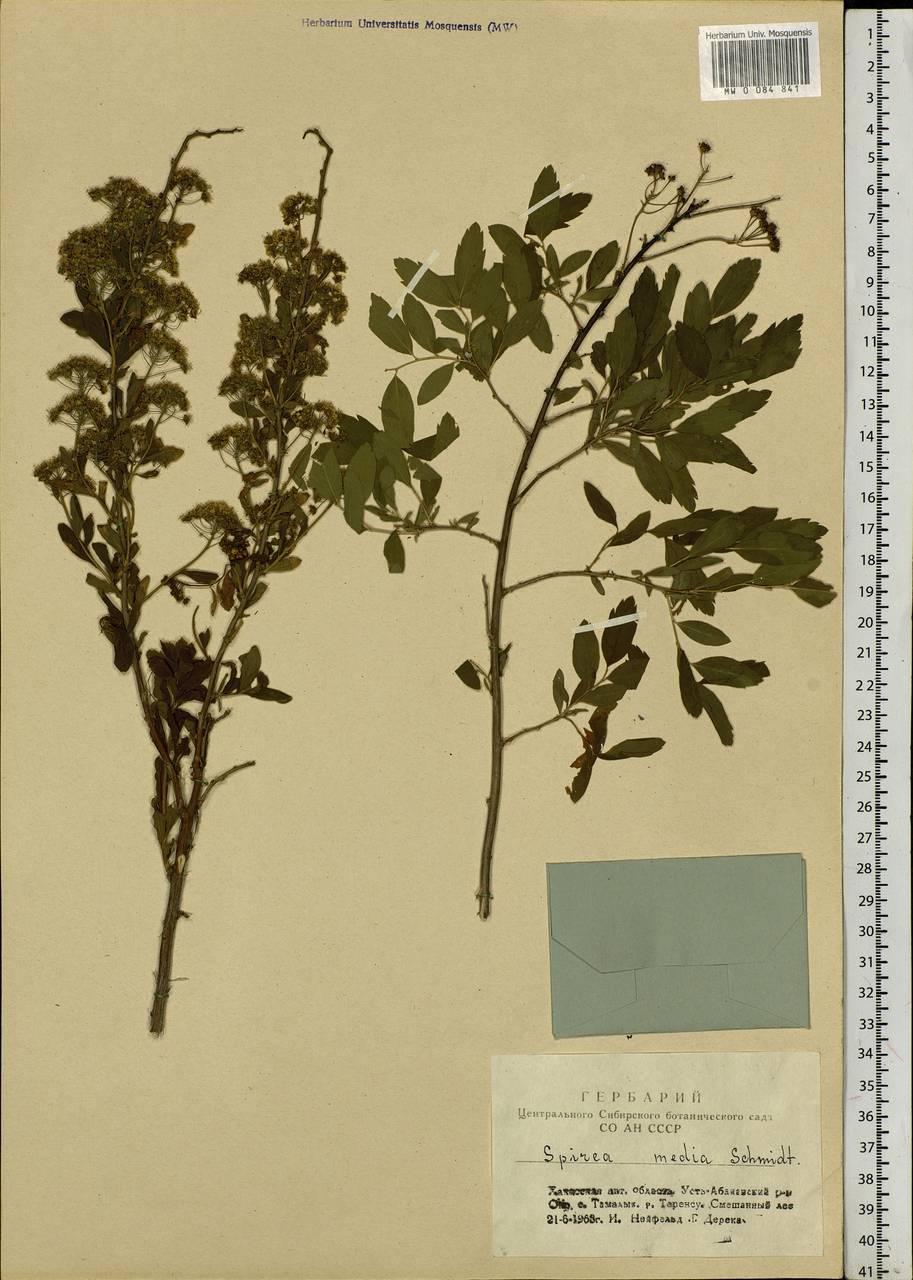 Spiraea media F. Schmidt, Siberia, Altai & Sayany Mountains (S2) (Russia)