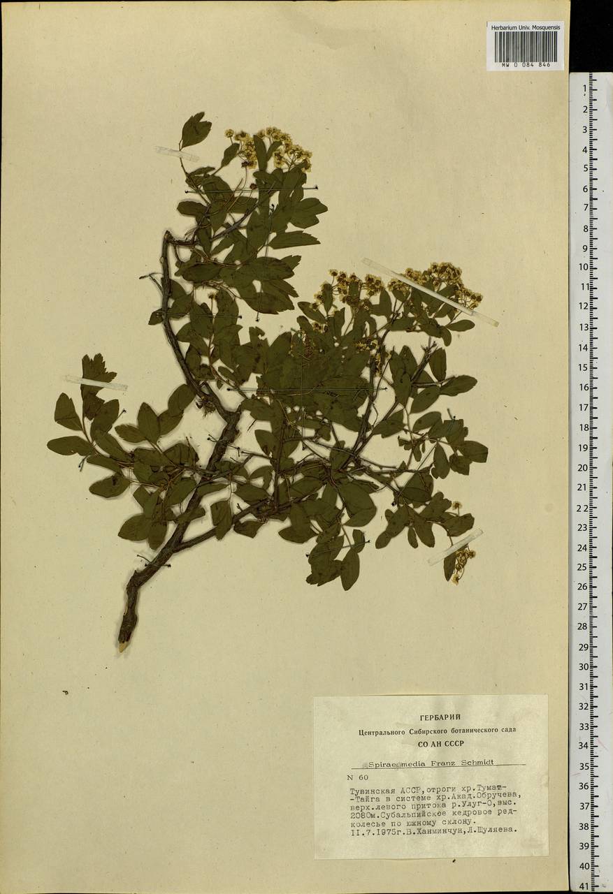 Spiraea media F. Schmidt, Siberia, Altai & Sayany Mountains (S2) (Russia)