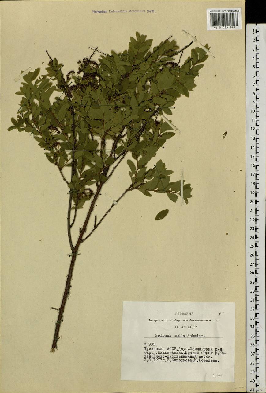 Spiraea media F. Schmidt, Siberia, Altai & Sayany Mountains (S2) (Russia)