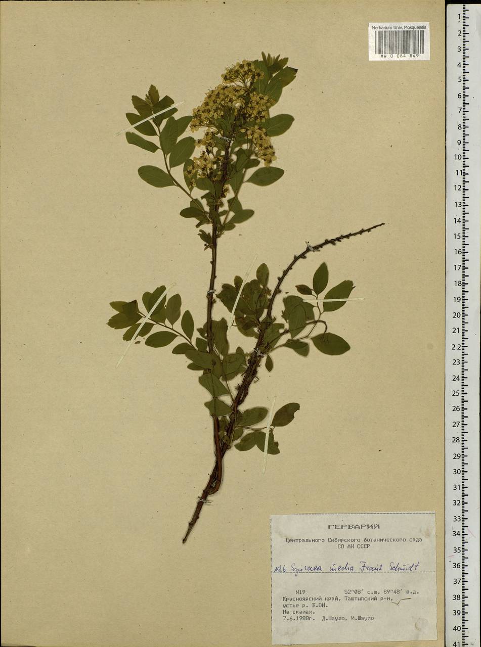 Spiraea media F. Schmidt, Siberia, Altai & Sayany Mountains (S2) (Russia)