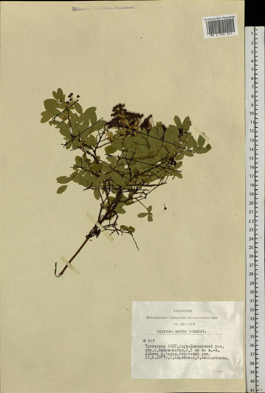Spiraea media F. Schmidt, Siberia, Altai & Sayany Mountains (S2) (Russia)