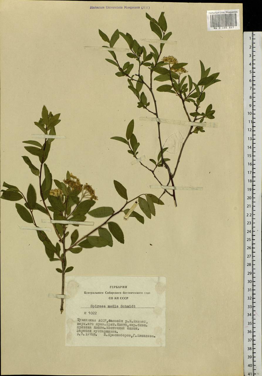 Spiraea media F. Schmidt, Siberia, Altai & Sayany Mountains (S2) (Russia)