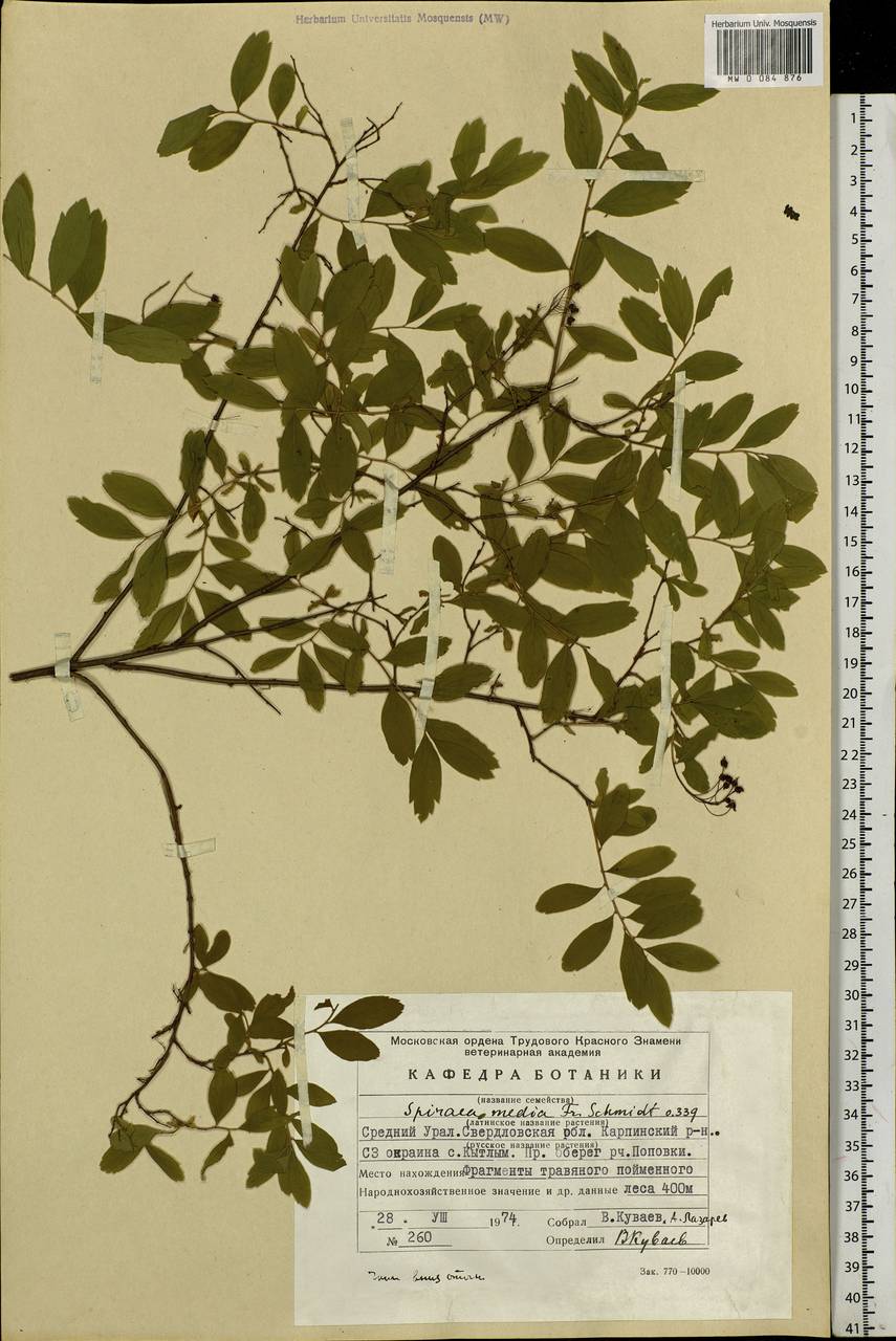 Spiraea media F. Schmidt, Eastern Europe, Eastern region (E10) (Russia)