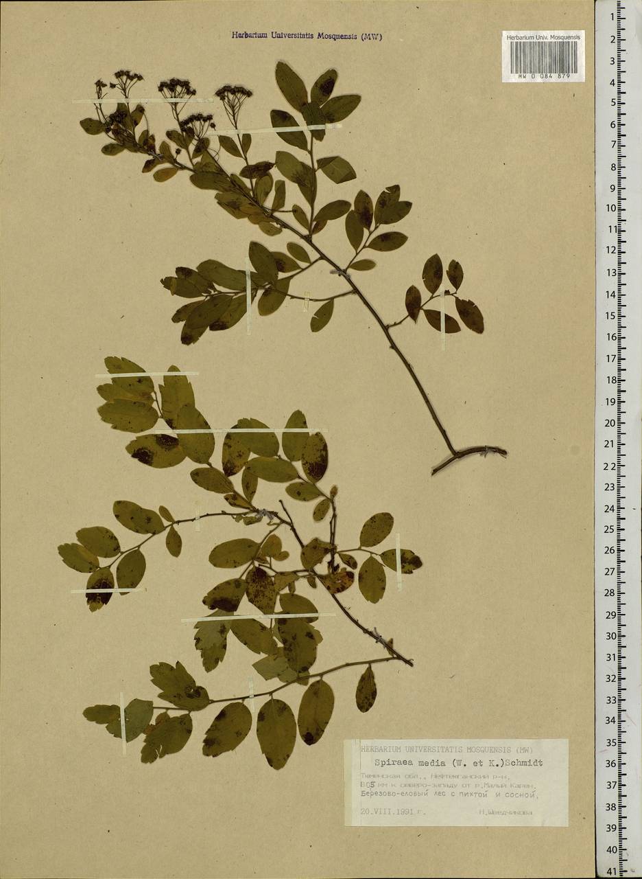 Spiraea media F. Schmidt, Siberia, Western Siberia (S1) (Russia)