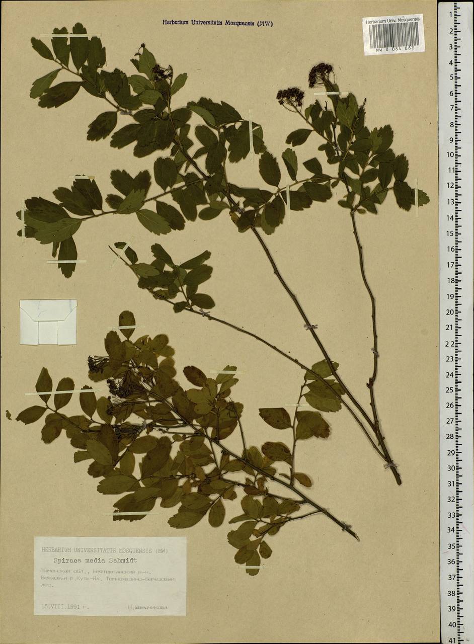 Spiraea media F. Schmidt, Siberia, Western Siberia (S1) (Russia)