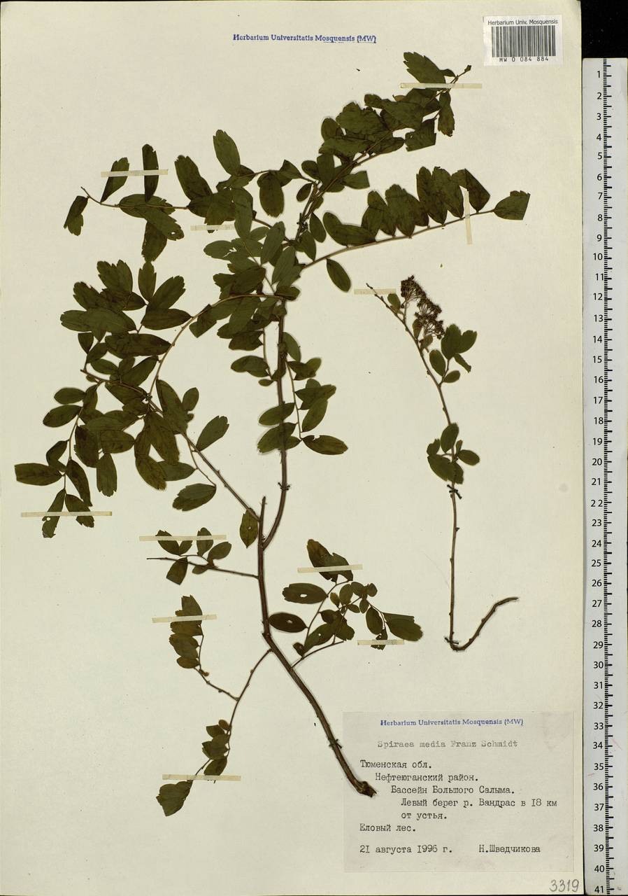 Spiraea media F. Schmidt, Siberia, Western Siberia (S1) (Russia)