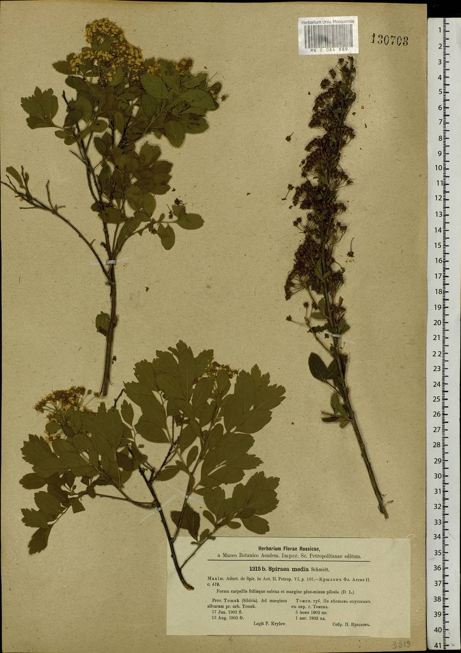 Spiraea media F. Schmidt, Siberia, Western Siberia (S1) (Russia)