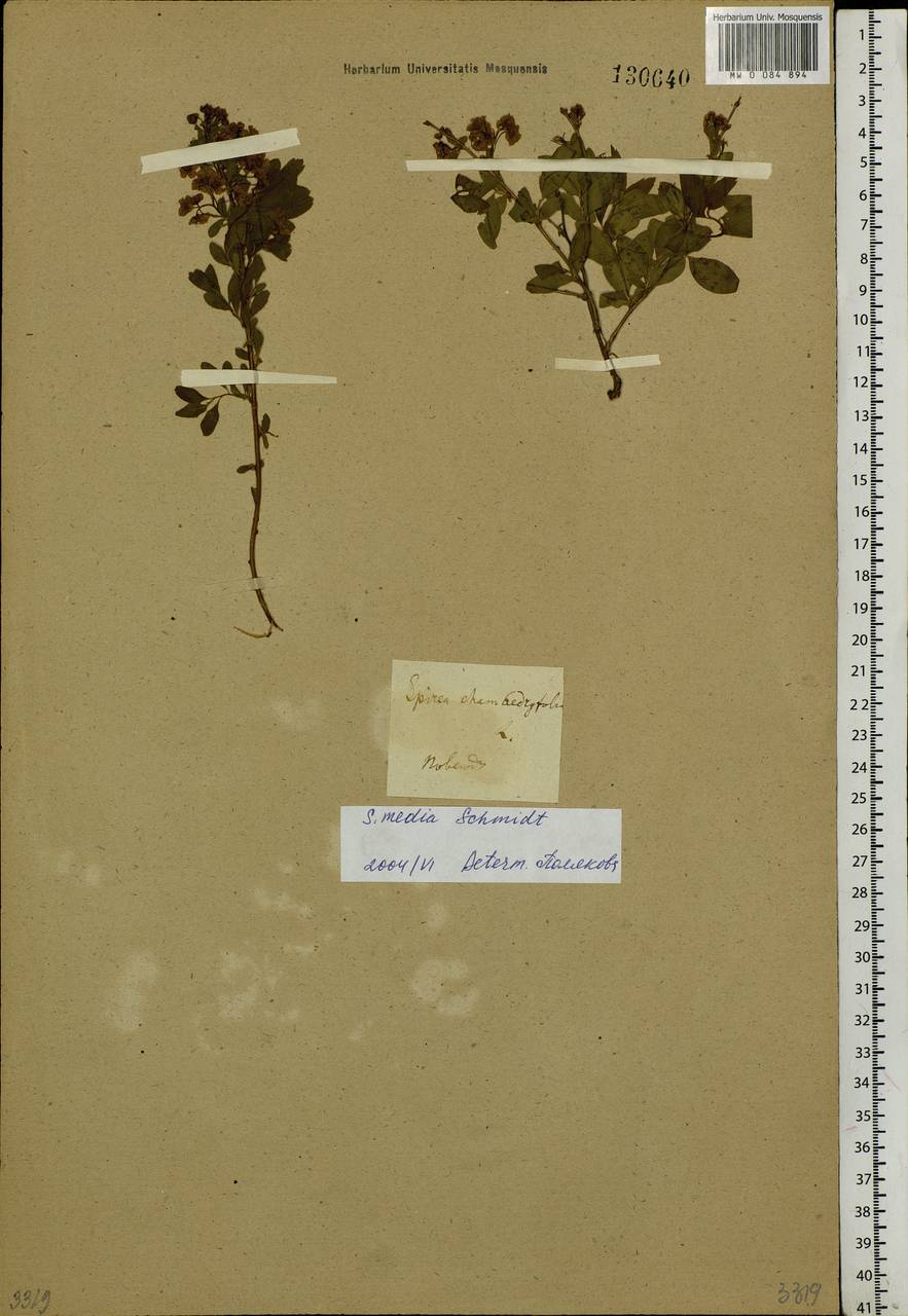 Spiraea media F. Schmidt, Siberia (no precise locality) (S0) (Russia)