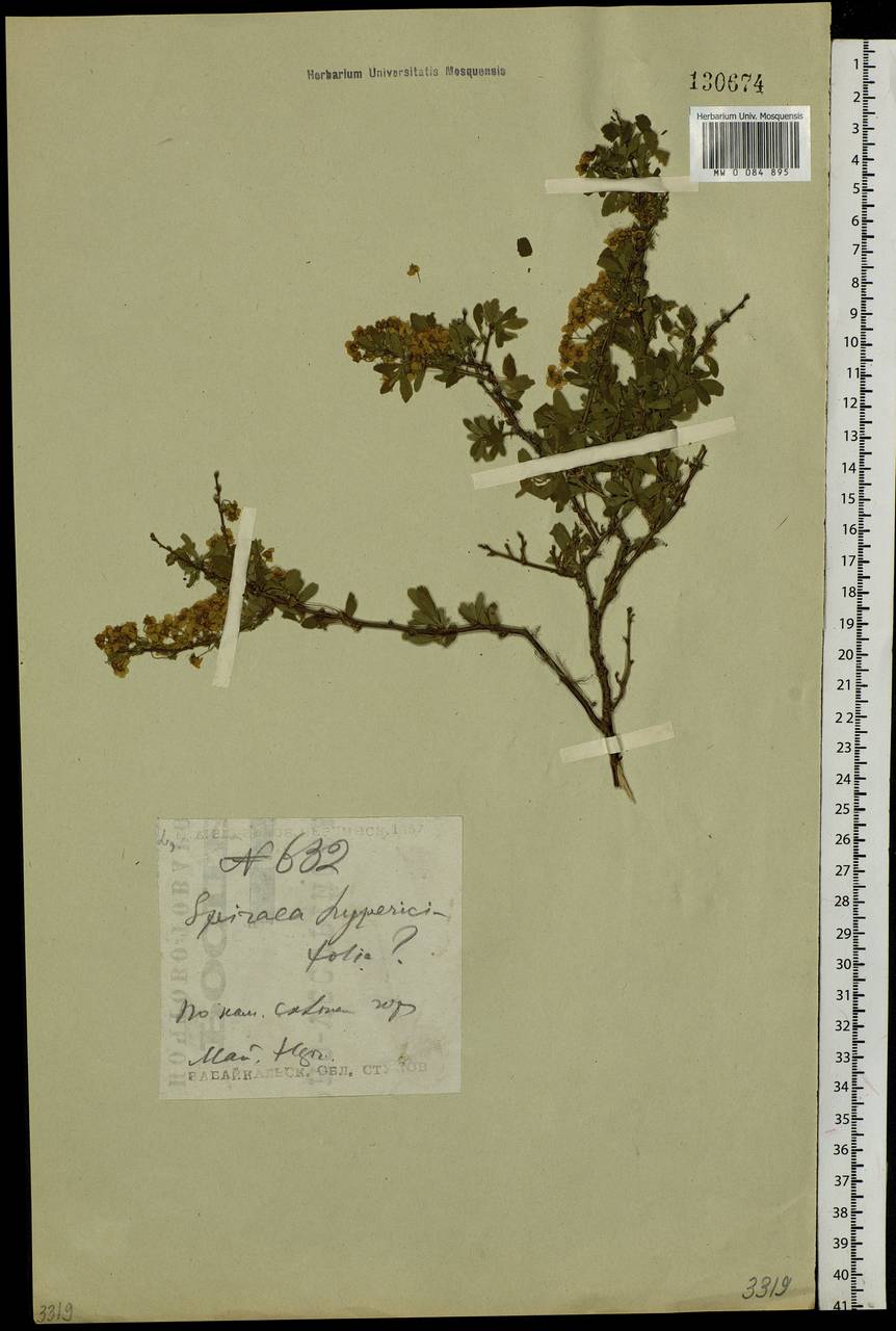 Spiraea hypericifolia L., Siberia, Baikal & Transbaikal region (S4) (Russia)