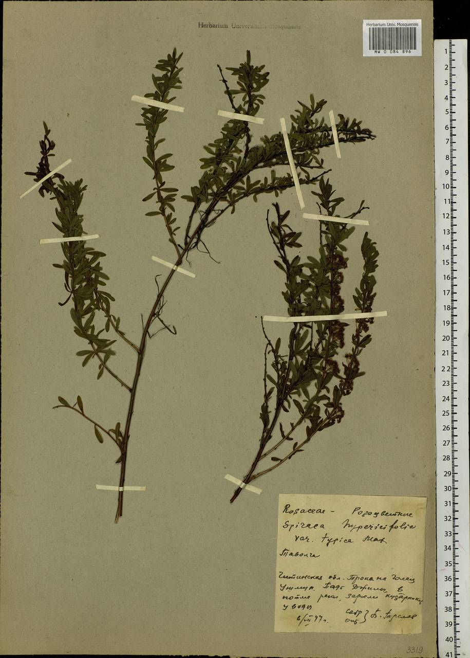 Spiraea hypericifolia L., Siberia, Baikal & Transbaikal region (S4) (Russia)