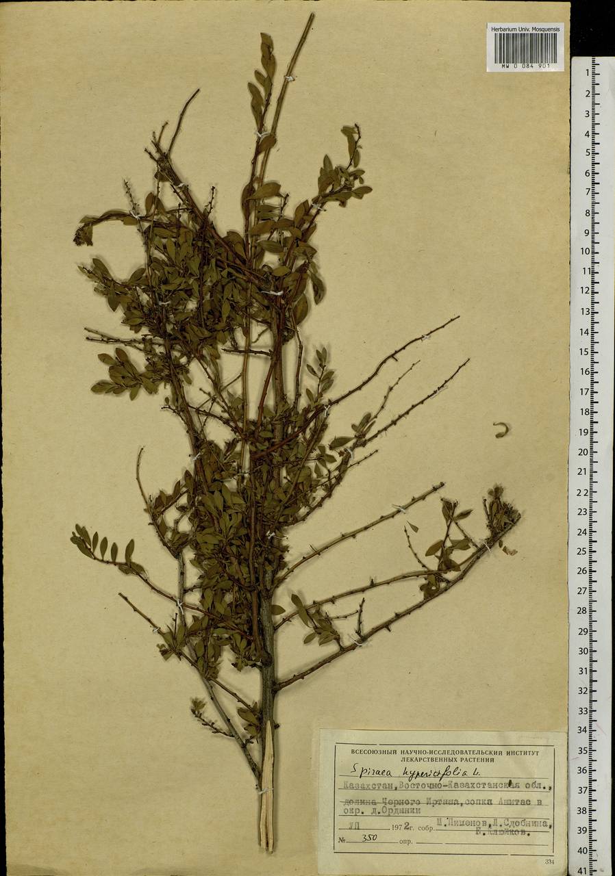 Spiraea hypericifolia L., Siberia, Western (Kazakhstan) Altai Mountains (S2a) (Kazakhstan)